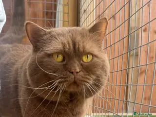 British Shorthair cats Stunning CINNAMON for Stud only (not for sale) - Advert 2