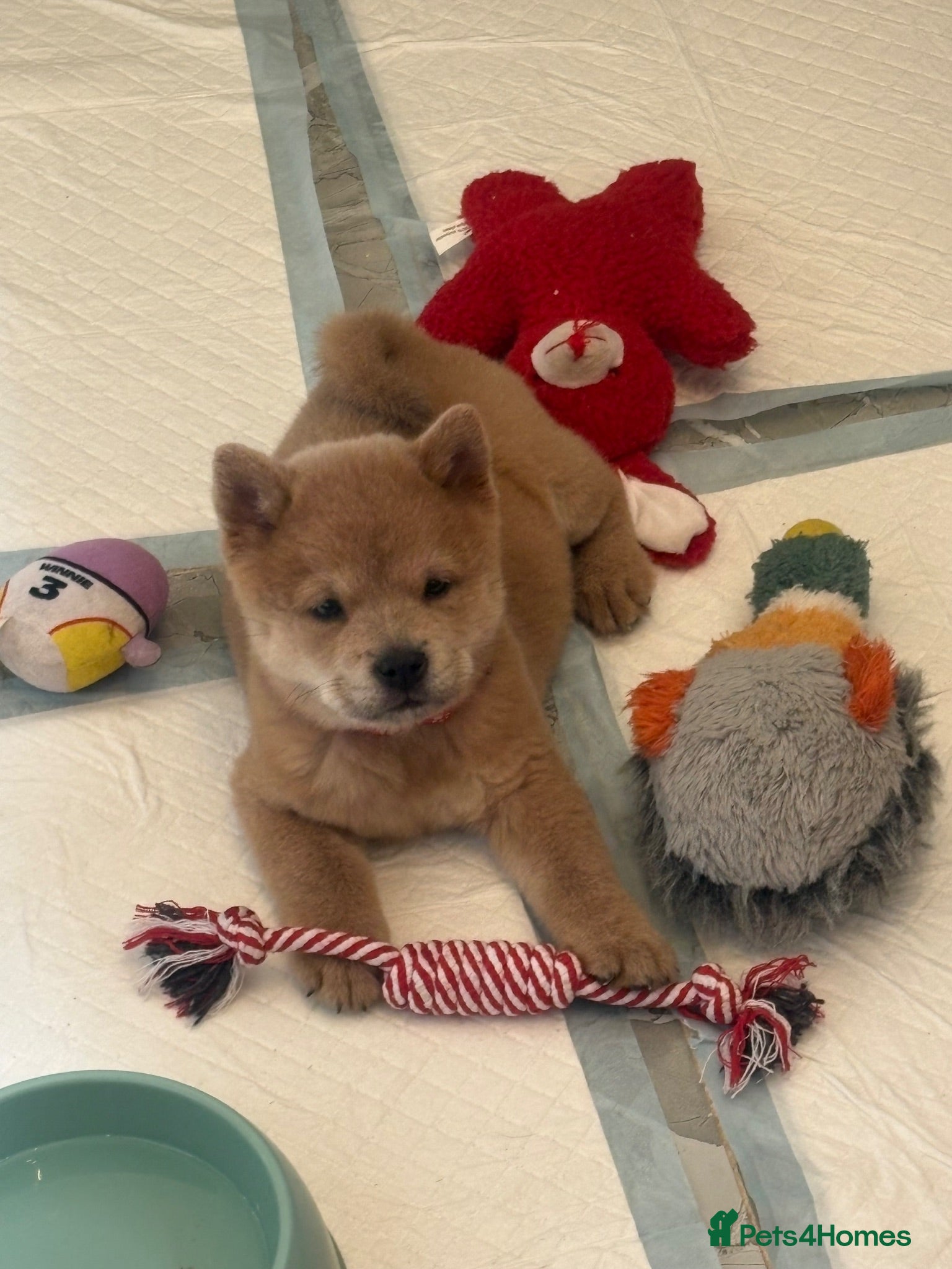 Chow Chow dogs READY NOW !  - Advert 5