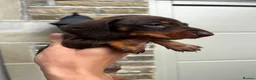 Miniature Dachshund dogs for sale: KC Reg Miniature Dachshund  - Advert 6