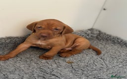 Hungarian Vizsla dogs for sale: Amazing Hungarian vizsla puppies - Image 10