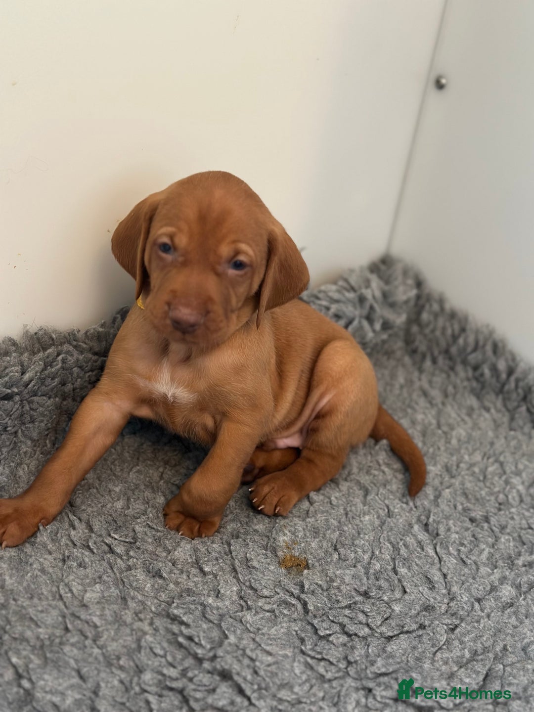 Hungarian Vizsla dogs for sale: Amazing Hungarian vizsla puppies - Image 10
