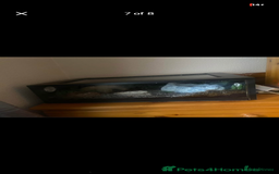 Leopard Gecko reptiles for sale: reptile vivarium and equipment for sale - Image 5