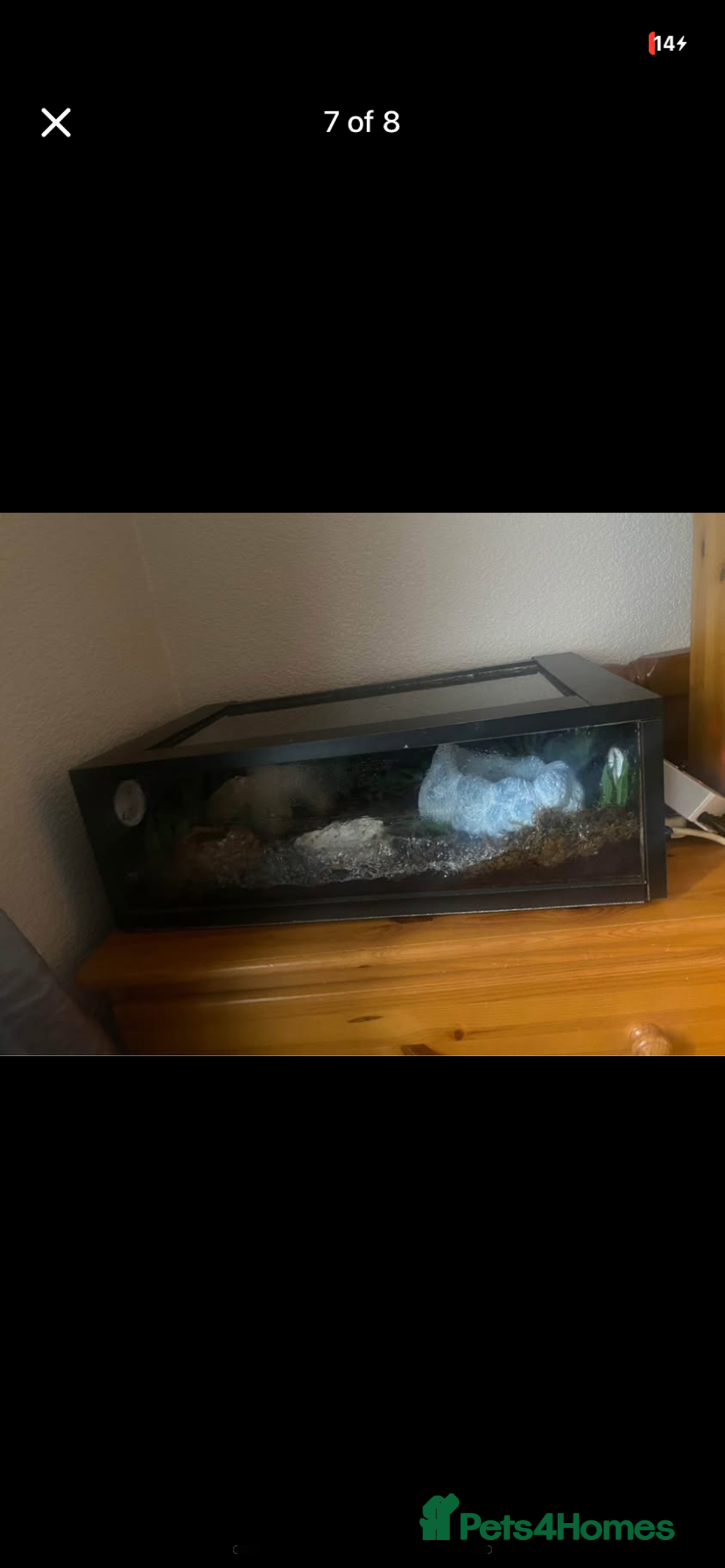 Leopard Gecko reptiles for sale: reptile vivarium and equipment for sale - Image 5