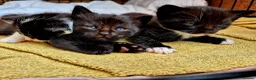 Mixed Breed cats for sale: Cute little kittens 😻😻😻 - Advert 1