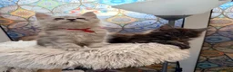 Maine Coon cats for sale: Beautiful high smoked blue & black smoked kittens  - Advert 12