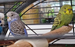 Budgerigars birds for sale: baby budgerigar - Image 4