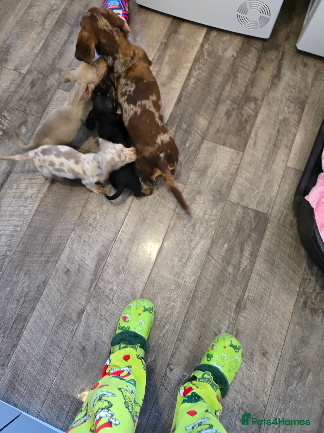 Dachshund dogs for sale: 4 beautiful dachshund boy puppies  - Advert 23