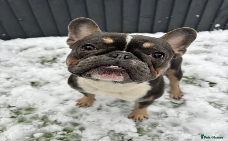 French Bulldog dogs - Advert 2