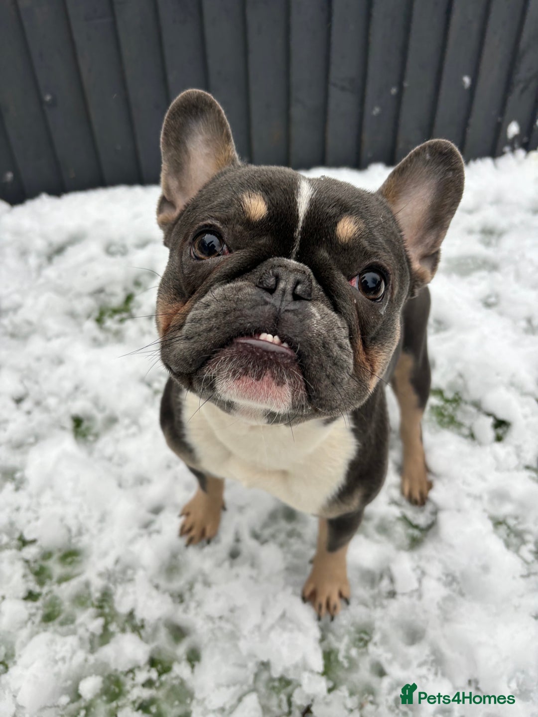 French Bulldog dogs for sale: French Bulldog looking for a forever home. - Image 1