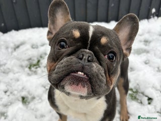 French Bulldog dogs for sale - Advert 1