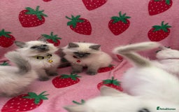 Ragdoll cats for sale: GCCF Lilac/blue high white ragdolls Kittens  - Image 4