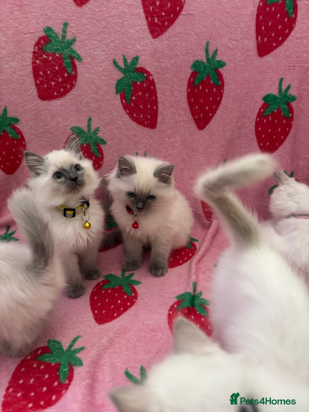 Ragdoll cats for sale: GCCF Lilac/blue high white ragdolls Kittens  - Image 4
