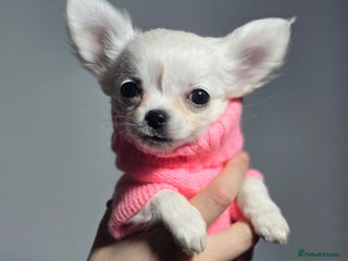 Chihuahua dogs Beautiful White long haired Chihuahua - Advert 1