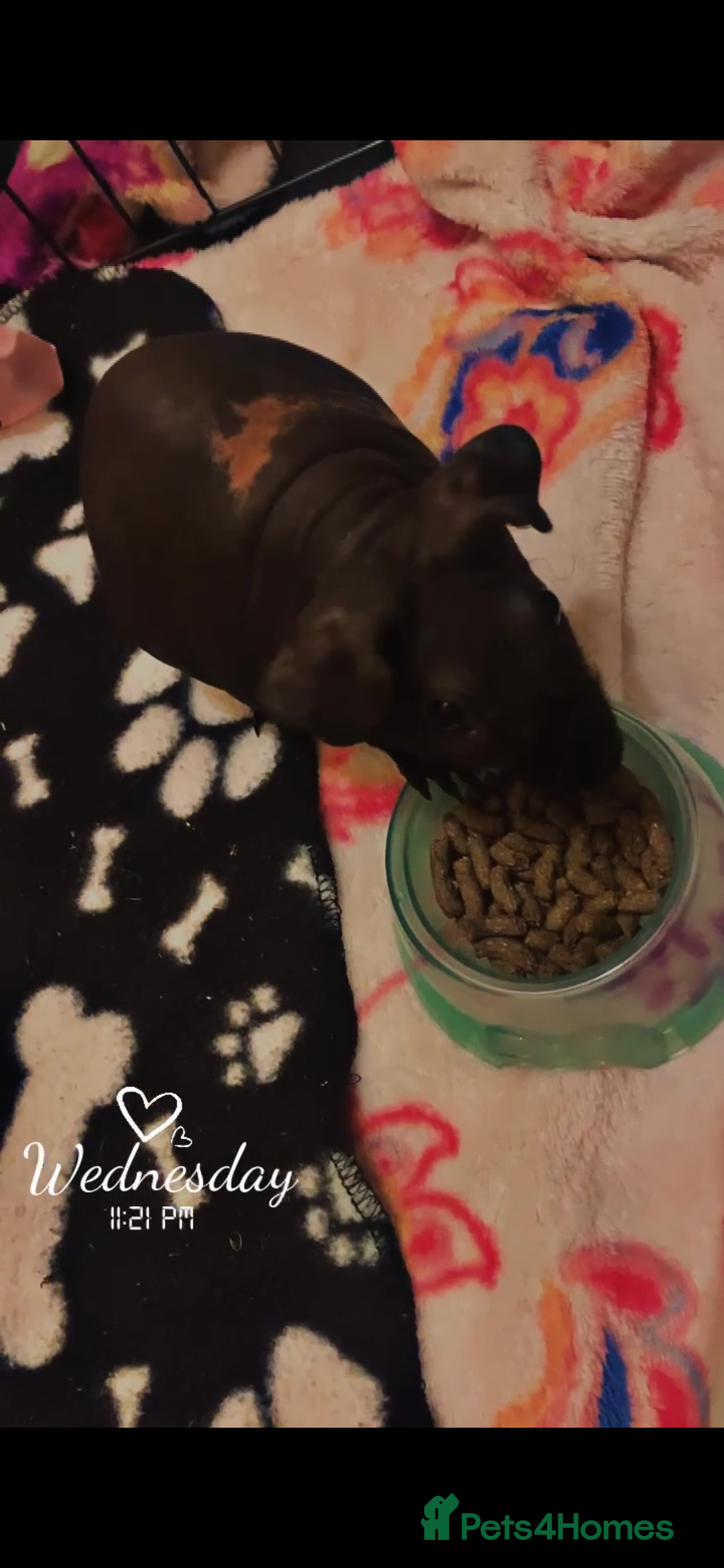 Guinea Pig rodents for sale: Skinny pigs  - Advert 3