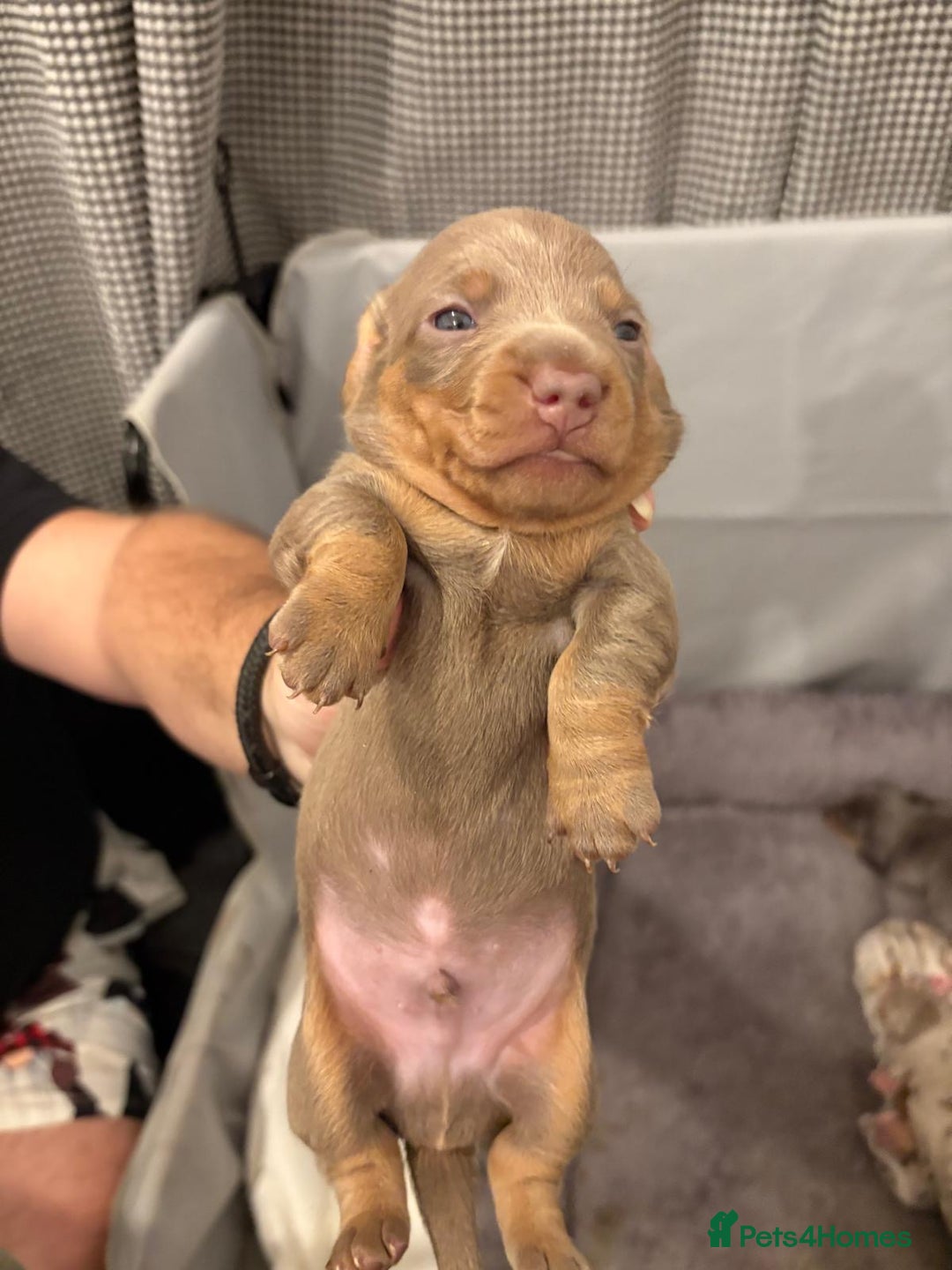 Miniature Dachshund dogs for sale: Beautiful Miniature dachshund pups  - Advert 26