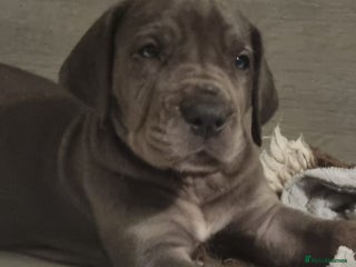 Great Dane dogs Exceptional pups, viewings welcome - Advert 2