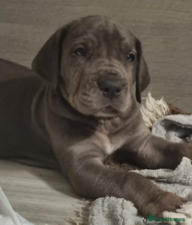 Great Dane dogs Exceptional pups, viewings welcome - Advert 4