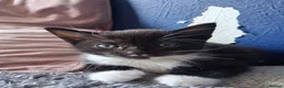 Mixed Breed cats for sale: Litter of 5 kittens - Advert 10