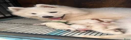 Samoyed dogs for sale: 5 stunning Samoyed in Warrington - Advert 28