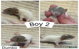 Rat rodents for sale: Baby rats (males and females) - Image 2