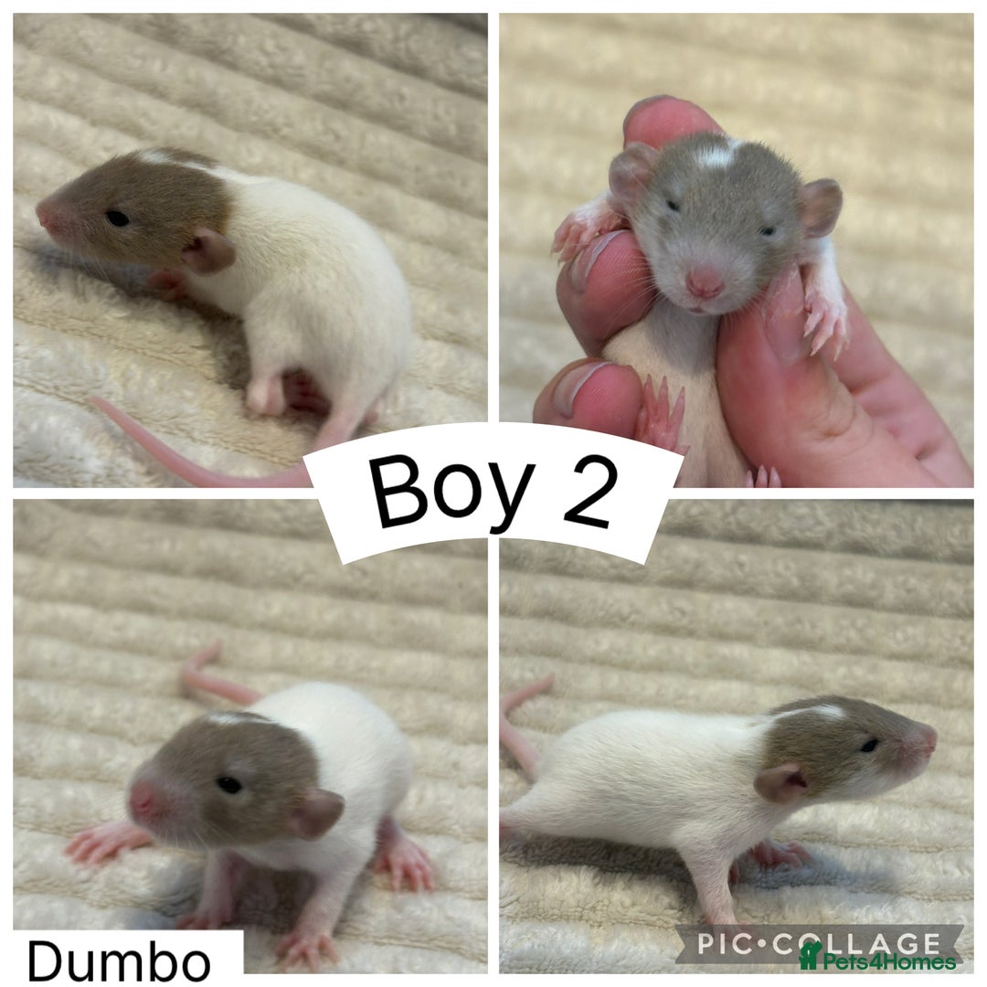 Rat rodents for sale: Baby rats (males and females) - Image 2