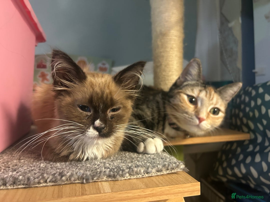 Ragdoll cats for sale: Cats for rehoming  - Advert 4