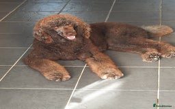 Standard Poodle dogs for stud: Standard Poodle Stud in March - Image 1