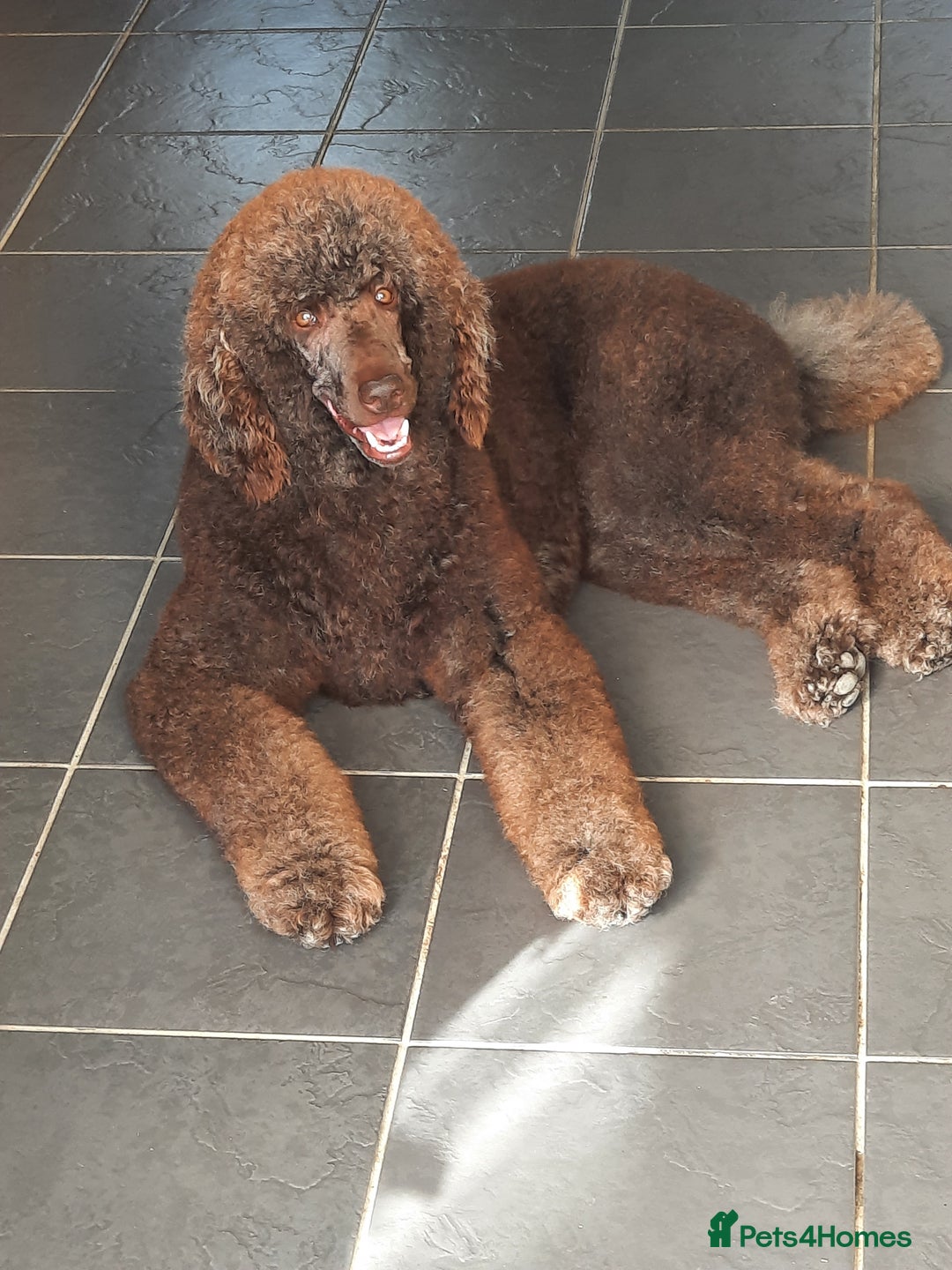 Standard Poodle dogs for stud: Standard Poodle Stud in March - Image 1