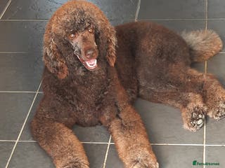 Standard Poodle dogs Standard Poodle Stud in March - Advert 21