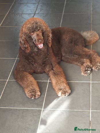 Standard Poodle dogs Standard Poodle Stud in March - Advert 5