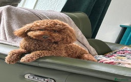 Cavapoo dogs for sale: Gorgeous cavapoo puppys - Image 17