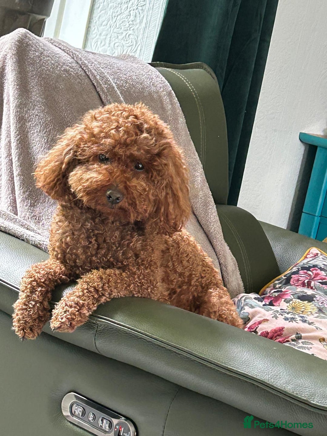 Cavapoo dogs for sale: Gorgeous cavapoo puppys - Image 17