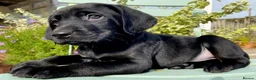 Labrador Retriever dogs for sale: Waiting list for black Labrador pups COI 0.5%   - Advert 1