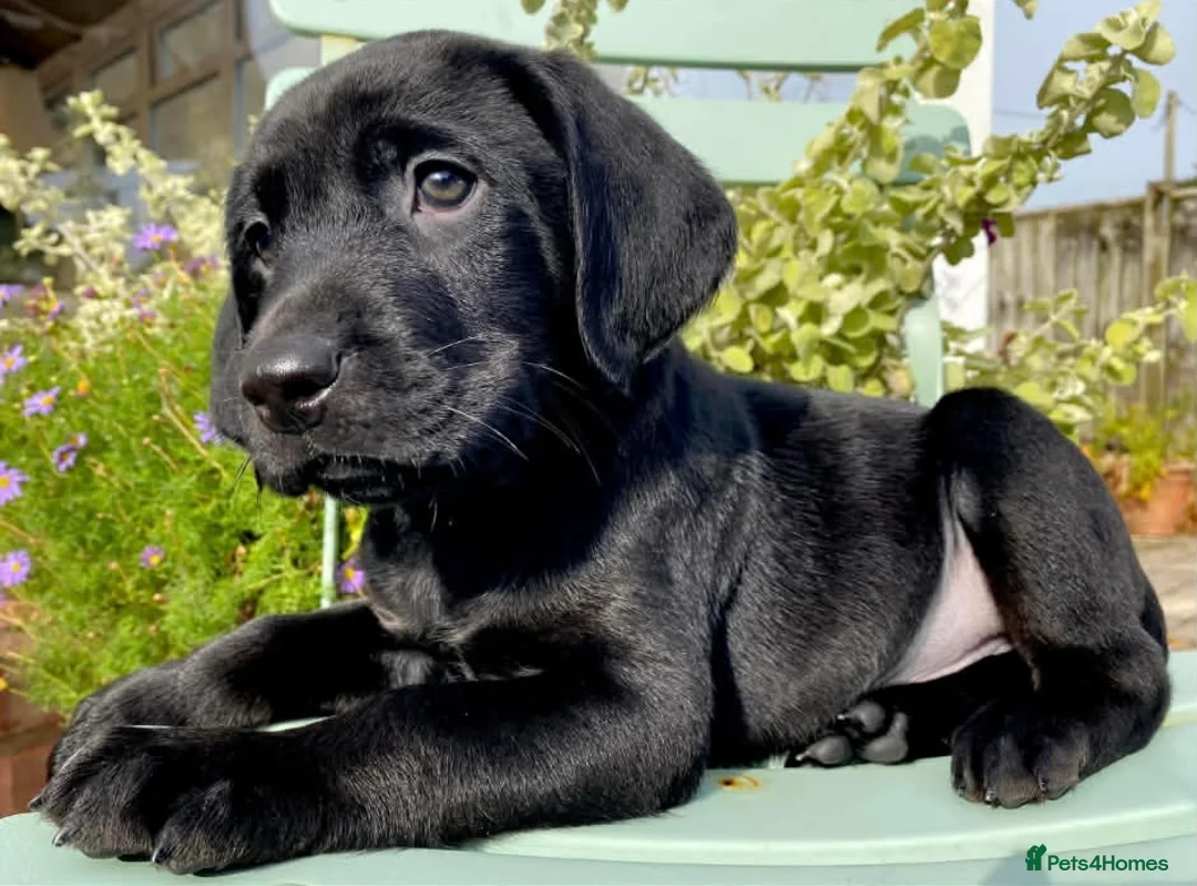 Labrador Retriever dogs for sale: Waiting list for black Labrador pups COI 0.5%   - Advert 1