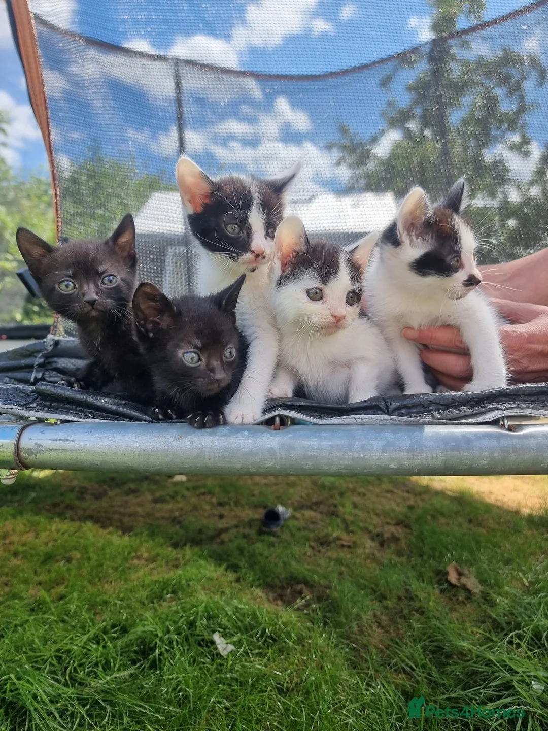 Mixed Breed cats for sale: 5beautiful kittens ready for their new loving home - Advert 1
