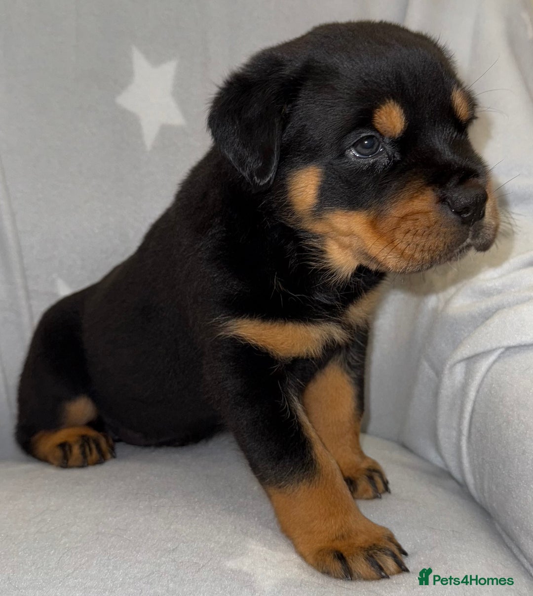 Rottweiler dogs for sale: **Stunning Rottweiler Puppies** - Image 16
