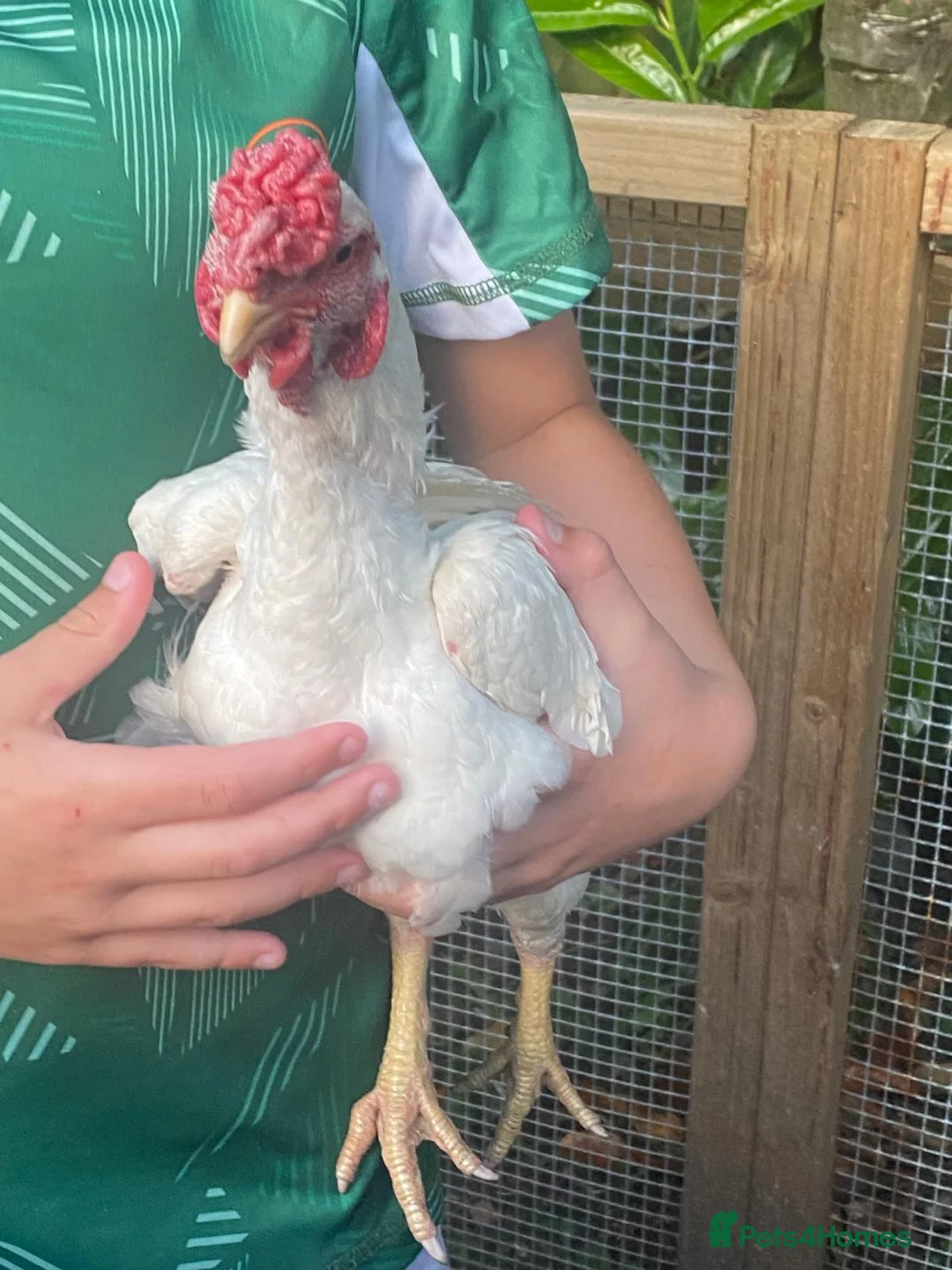 Chickens poultry for sale: Ko shamo - Advert 6