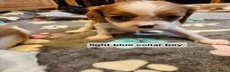 Cavalier King Charles Spaniel dogs for sale: Cavalier king charles spaniel puppies  - Advert 6