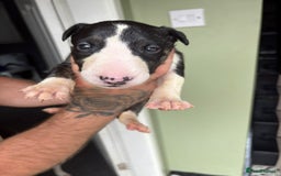 Bull Terrier dogs for sale: 💥 ENGLISH BULL TERRIERS   💥 - Image 11