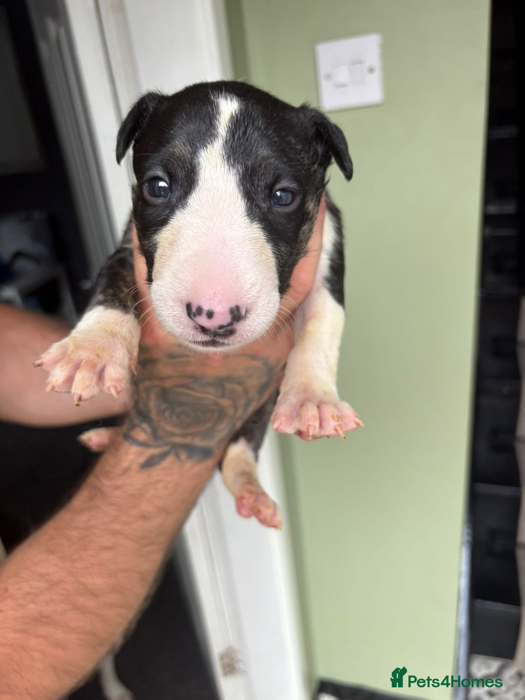 Bull Terrier dogs for sale: 💥 ENGLISH BULL TERRIERS   💥 - Image 11