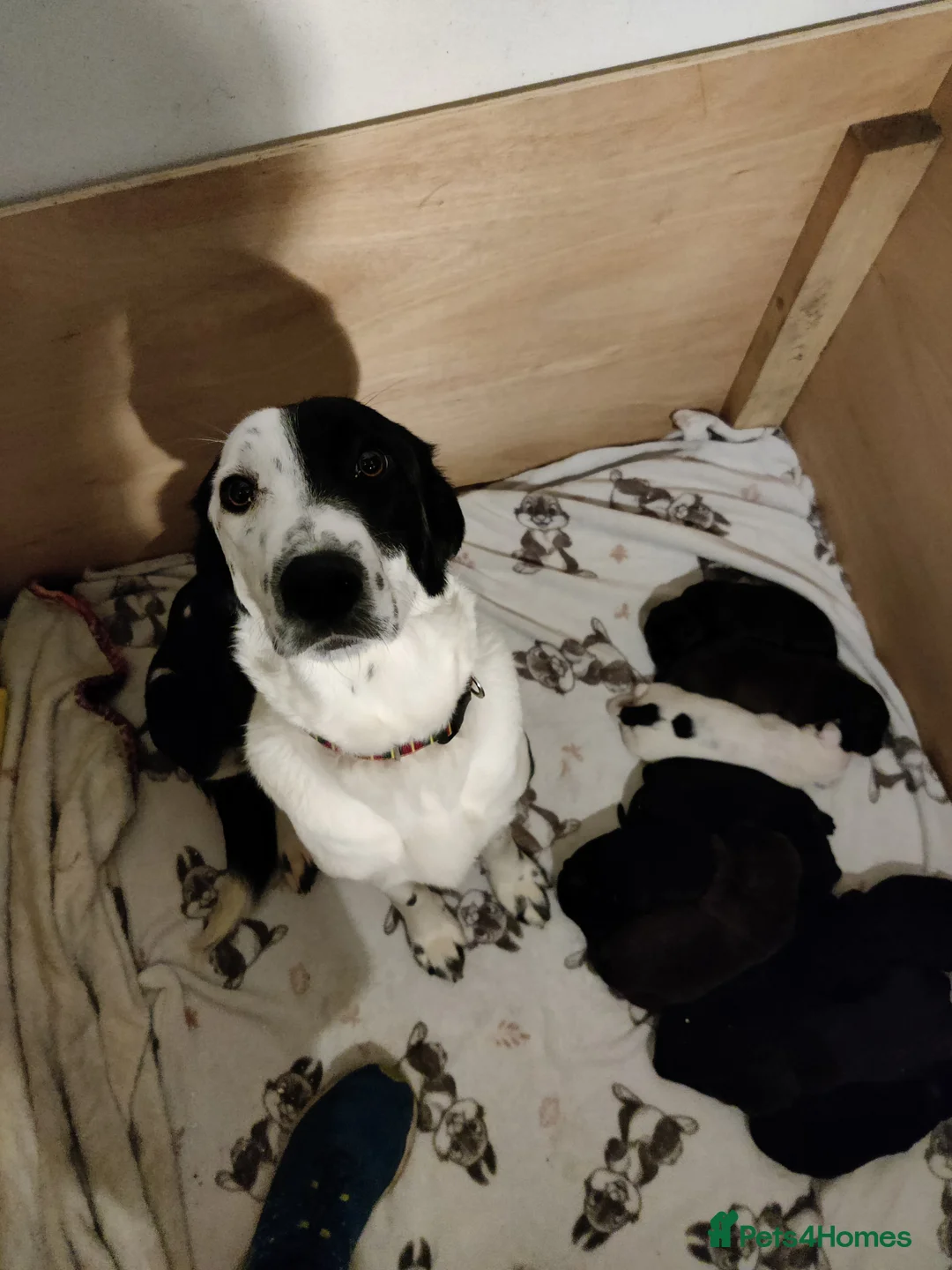 Springador dogs for sale: Springador Puppies - Advert 1