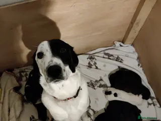 Springador dogs Springador Puppies - Advert 1