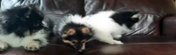 Mixed Breed dogs for sale: Gorgeous Pomeranian × Japanese Spitz Puppies in Falkirk - Advert 5