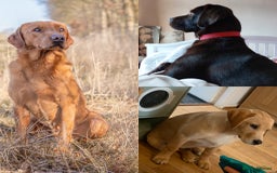 Labrador Retriever dogs for stud: Bred for Temperament Labrador Stud in Hull - Image 7
