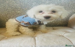 Cockapoo dogs for sale: Stunning f1b cockapoos  - Image 8