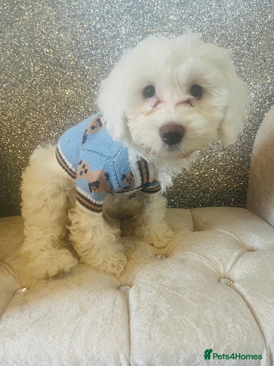 Cockapoo dogs for sale: Stunning f1b cockapoos  - Image 8