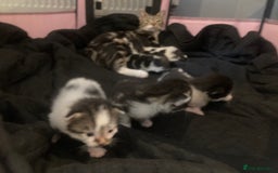 Mixed Breed cats for sale: 6 kittens looking for their forever homes  - Image 1
