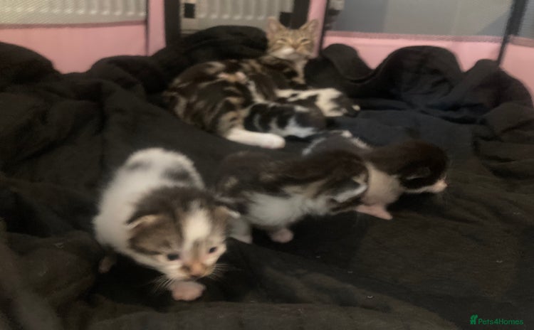 Mixed Breed cats - Advert 19