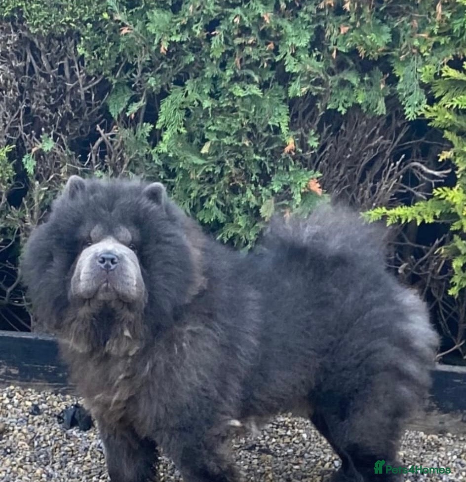 Chow Chow dogs Beautiful Blue Chow Chow Male - Advert 12