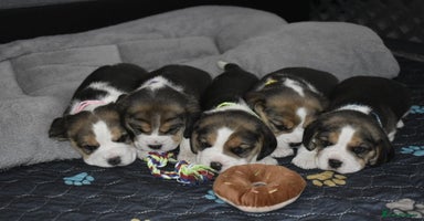 Beagle dogs - Advert 10